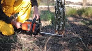 Best Leaf Removal  in Tarpey Village, CA